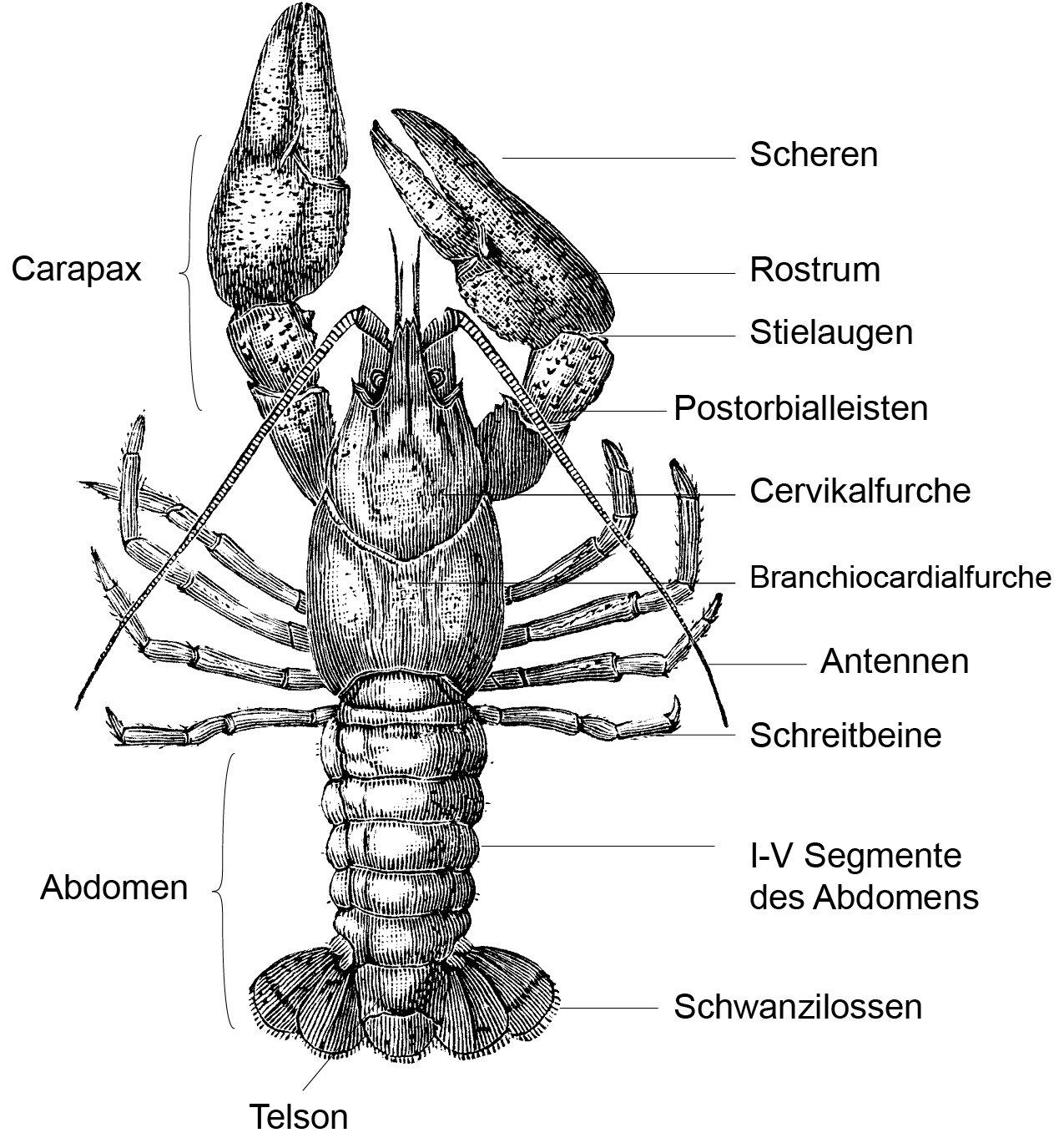 Infografik Astacus-astacus Infografik